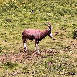 Blesbok