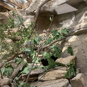 Gundi exhibit inside restaurant 150524