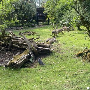 Giant anteater, Mara, Capybara exhibit 150524