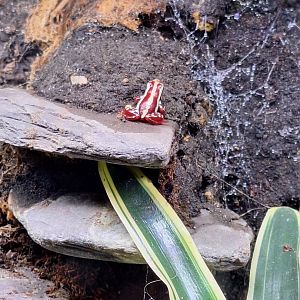 Phantasmal Poison Dart Frog