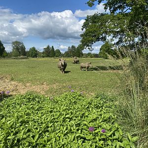 Southern white rhinoceroses 150525