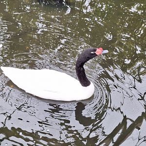 Black-necked Swan