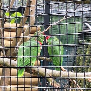 Parrot ID - Blackpool Zoo