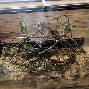 Little Africa - Barbary striped grass mouse exhibit 150524