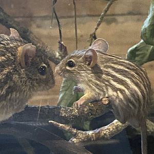 Little Africa - Barbary striped grass mice 150524