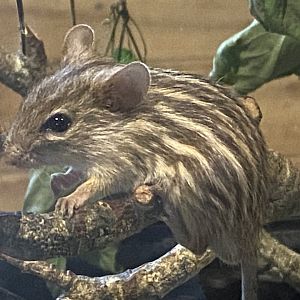 Little Africa - Barbary striped grass mouse 150524