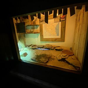 Little Africa - Pancake tortoise exhibit 150524