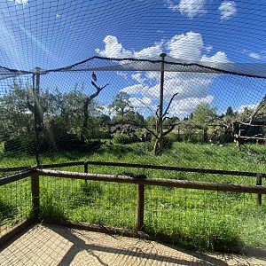 Little Africa outdoor aviary 150524