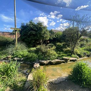 Walled Garden mixed aviary 150524