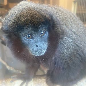 Walled Garden - Red titi 150524