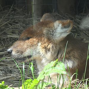 Dhole
