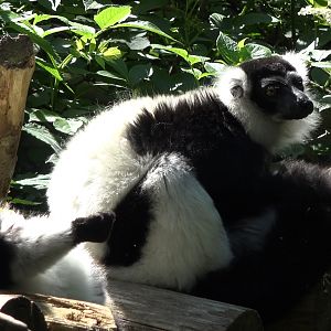 Black-and-white ruffed lemur