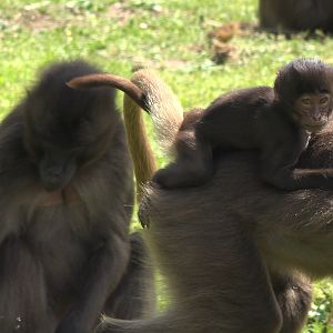 Gelada baby