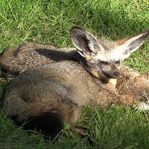 Bat-eared fox