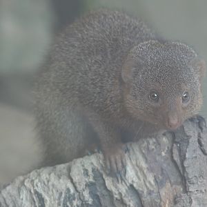 Dwarf mongoose