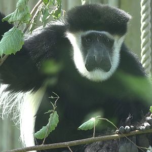 Black-and-white colobus