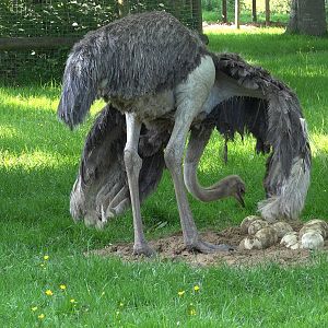 Ostrich female with eggs