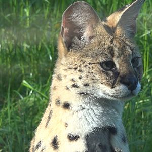 Serval