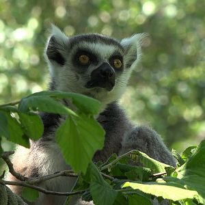 Ring-tailed lemur