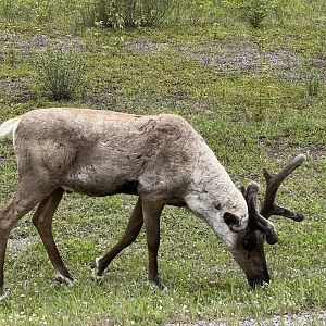 Caribou - British Columbia