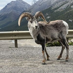 Stone Sheep - British Columbia