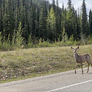 Mule Deer - British Columbia