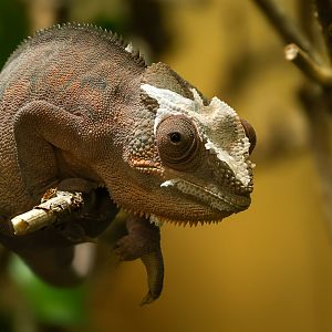 Panther chameleon : Crocodiles of the World : 07 Jun 2024