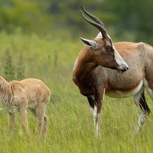 Blesbok : Whipsnade : 09 Jun 2024