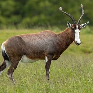 Blesbok : Whipsnade : 09 Jun 2024