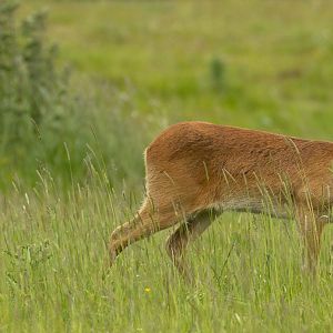 Chinese water deer : Whipsnade : 09 Jun 2024