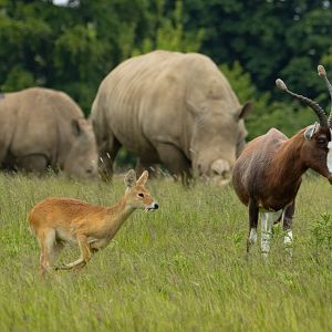 Blesbok; Chinese water deer; Southern white rhinoceros : Whipsnade : 09 Jun 2024