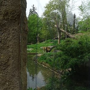 Lion enclosure