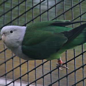 Grey-headed lovebird (Agapornis canus)