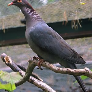 Scaly-naped pigeon (Patagioenas squamosa)