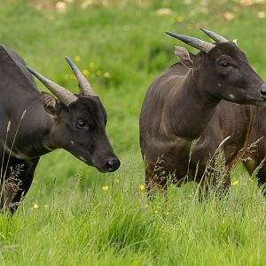 Lowland anoa : Whipsnade : 09 Jun 2024