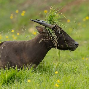 Lowland anoa : Whipsnade : 09 Jun 2024
