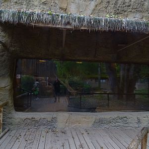 Lion enclosure