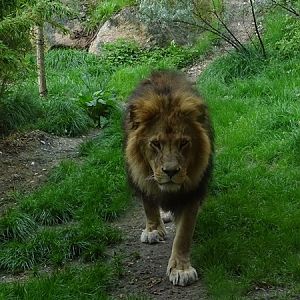 Lion (Panthera leo)