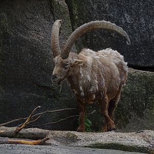 Alpine ibex (Capra ibex)