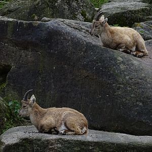 Alpine ibex (Capra ibex)