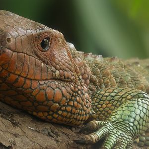 Northen caiman lizard : Crocodiles of the World : 07 Jun 2024