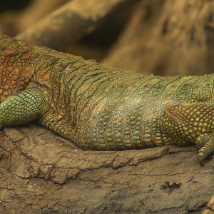 Northen caiman lizard : Crocodiles of the World : 07 Jun 2024