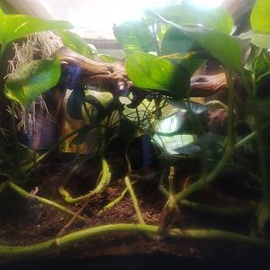 Near-eastern Fire Salamander & Middle Eastern Tree Frog