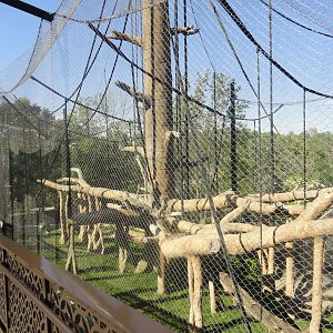 Bornean Orangutan Exhibit 1