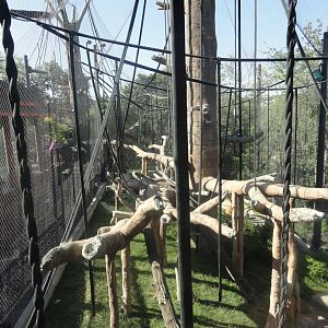 Bornean Orangutan Exhibit 1 From Elevator