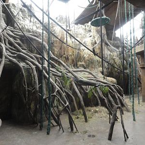 Bornean Orangutan Indoor Exhibit