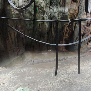 Bornean Orangutan Indoor Exhibit - Pool with Waterfall