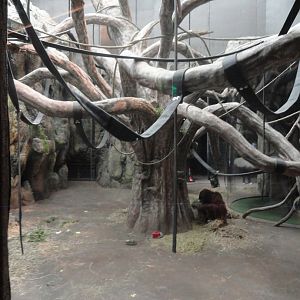 Borean Orangutan Indoor Exhibit