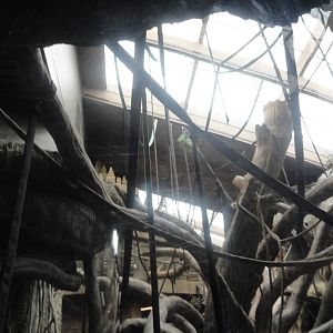 Bornean Orangutan Indoor Exhibit - Upper Portion