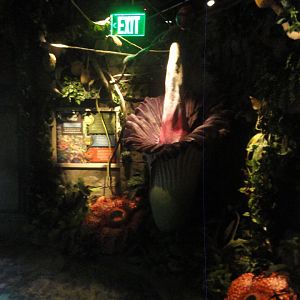 Indonesian Plants Display